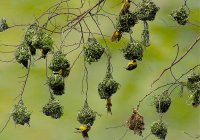 Real-Estate-developer